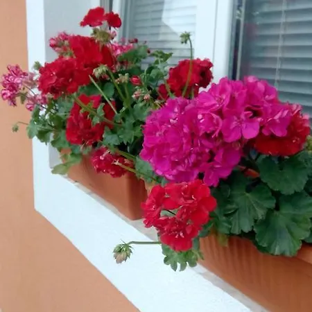 Apartment Antunovic